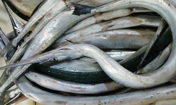 锦盈多 这6种鱼无法人工养殖，卖的都是野生的，价格便宜营养高，别错过